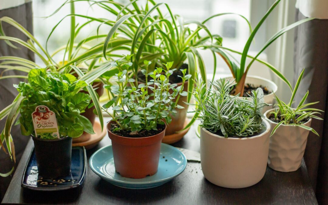 Apartment Gardening 101: Growing Fresh Herbs for Your Daily Meals